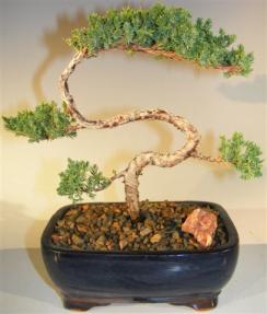 Juniper Bonsai Tree - Trained <br><i>(juniper procumbens nana)</i> 