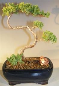 Juniper Bonsai Tree - Trained <br><i>(juniper procumbens nana)</i>