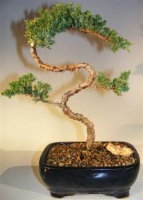 Juniper Bonsai Tree - Trained <br><i>(juniper procumbens nana)</i> 