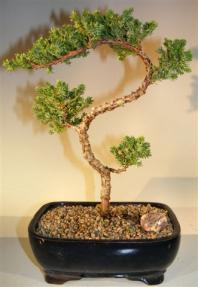 Juniper Bonsai Tree - Trained <br><i>(juniper procumbens nana)</i>