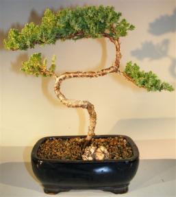 Juniper Bonsai Tree - Trained <br><i>(juniper procumbens nana)</i> 