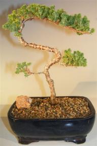 Juniper Bonsai Tree - Trained <br><i>(juniper procumbens nana)</i>