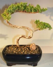 Juniper Bonsai Tree - Trained <br><i>(juniper procumbens nana)</i> 