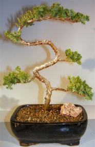 Juniper Bonsai Tree - Trained <br><i>(juniper procumbens nana)</i>