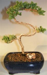 Juniper Bonsai Tree - Trained <br><i>(juniper procumbens nana)</i> 