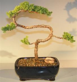 Juniper Bonsai Tree - Trained <br><i>(juniper procumbens nana)</i>