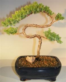 Juniper Bonsai Tree - Trained <br><i>(juniper procumbens nana)</i> 