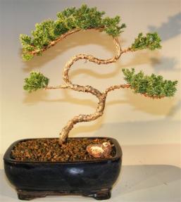 Juniper Bonsai Tree - Trained <br><i>(juniper procumbens nana)</i>