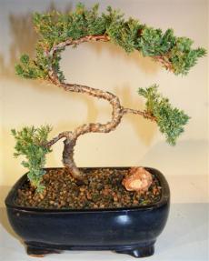 Juniper Bonsai Tree - Trained <br><i>(juniper procumbens nana)</i> 