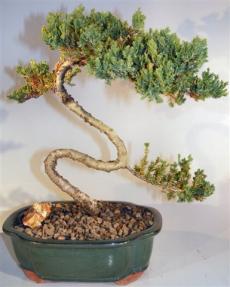 Juniper Bonsai Tree - Trained <br><i>(juniper procumbens nana)</i> 