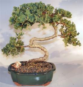 Juniper Bonsai Tree - Trained <br><i>(juniper procumbens nana)</i>