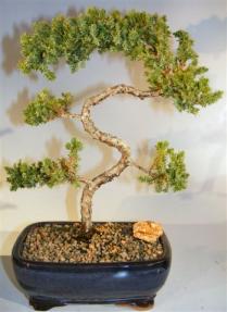 Juniper Bonsai Tree - Trained <br><i>(juniper procumbens nana)</i> 