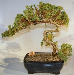 Juniper Bonsai Tree - Trained <br><i>(juniper procumbens nana)</i>