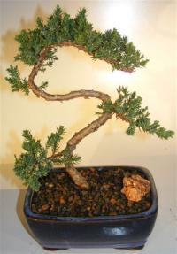 Juniper Bonsai Tree - Trained <br><i>(juniper procumbens nana)</i>  