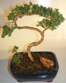 Juniper Bonsai Tree - Trained <br><i>(juniper procumbens nana)</i>   