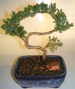 Juniper Bonsai Tree - Trained <br><i>(juniper procumbens nana)</i>   