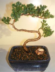 Juniper Bonsai Tree - Trained <br><i>(juniper procumbens nana)</i>