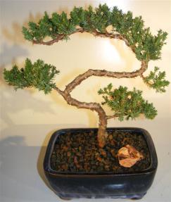 Juniper Bonsai Tree - Trained <br><i>(juniper procumbens nana)</i> 