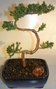 Juniper Bonsai Tree - Trained <br><i>(juniper procumbens nana)</i>