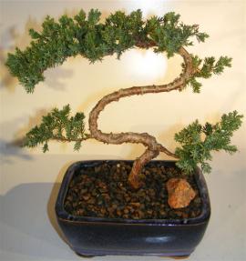 Juniper Bonsai Tree - Trained <br><i>(juniper procumbens nana)</i>