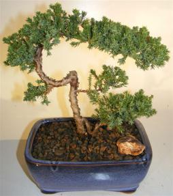 Juniper Bonsai Tree - Trained <br><i>(juniper procumbens nana)</i> 