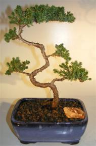 Juniper Bonsai Tree - Trained <br><i>(juniper procumbens nana)</i> 