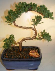 Juniper Bonsai Tree - Trained <br><i>(juniper procumbens nana)</i>