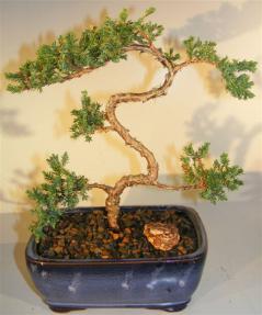 Juniper Bonsai Tree - Trained <br><i>(juniper procumbens nana)</i>