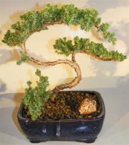 Juniper Bonsai Tree - Trained <br><i>(juniper procumbens nana)</i> 