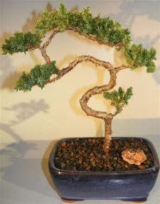 Juniper Bonsai Tree - Trained <br><i>(juniper procumbens nana)</i>