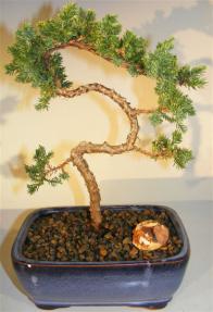 Juniper Bonsai Tree - Trained <br><i>(juniper procumbens nana)</i>