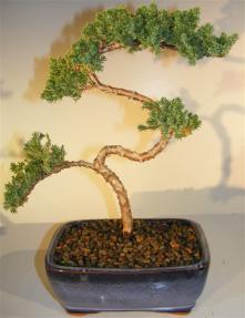 Juniper Bonsai Tree - Trained <br><i>(juniper procumbens nana)</i>