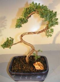 Juniper Bonsai Tree - Trained <br><i>(juniper procumbens nana)</i> 