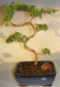 Juniper Bonsai Tree - Trained <br><i>(juniper procumbens nana)</i>