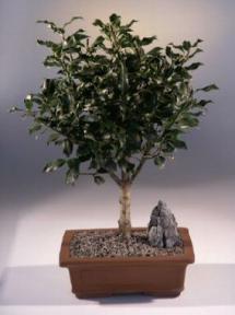 Holly<br><i>(ilex 'pinnacle')</i>