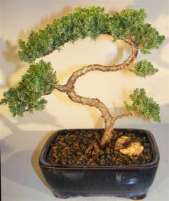 Juniper Bonsai Tree - Trained <br><i>(juniper procumbens nana)</i>