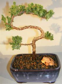 Juniper Bonsai Tree - Trained <br><i>(juniper procumbens nana)</i> 