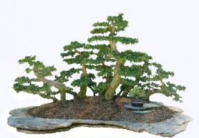 Fukien Tea Bonsai Tree - Forest<br><i>(ehretia microphylla)</i>