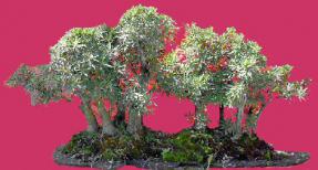 Willow Leaf Ficus Bonsai Tree - Forest<br><i>(ficus nerifolia/salicafolia)</i>