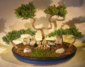 Juniper Stone Landscape<br><i></i>Three Tree Forest Scene<br><i></i>(juniper procumbens nana) 