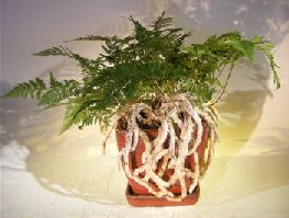 White Rabbit's Foot Fern Bonsai Tree<br><i> (humata tyermanii)</i>