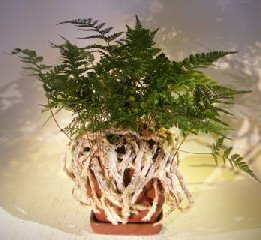 White Rabbit's Foot Fern Bonsai Tree<br><i> (humata tyermanii)</i>