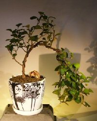 Mistletoe Fig- Cascade Style<br><i>(ficus diversifolia)</i>