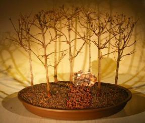 Trident Maple Bonsai Tree<br>Seven Tree Forest Group<br><i>(acer buergerianum)</i>