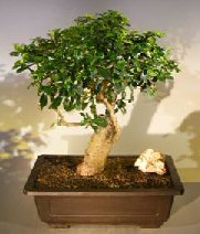 Flowering Fukien Tea Bonsai Tree<br>Upright Style<br><i>(ehretia microphylla)</i>