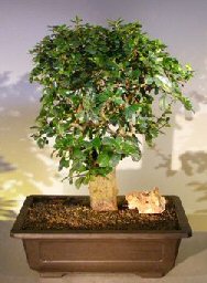 Flowering Fukien Tea Bonsai Tree<br>Upright Style<br><i>(ehretia microphylla)</i>