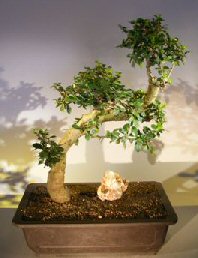 Flowering Fukien Tea Bonsai Tree<br>Curve Trunk Style<br><i>(ehretia microphylla)</i>