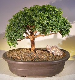 Japanese Kingsville Boxwood Bonsai Tree<br><i>(buxus microphylla compacta)</i>