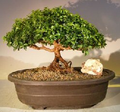Japanese Kingsville Boxwood Bonsai Tree<br>Exposed Roots<br><i>(buxus microphylla compacta)</i>