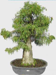 Bald Cypress Bonsai Tree<br><i>(taxodium distichum)</i>f
